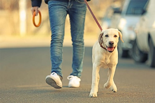 What do you do if an off-leash dog approaches you while you are walking a dog
