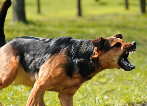What to do if an aggressive dog approaches you