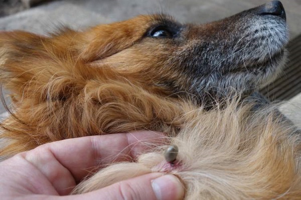 What Does Flea Bite Look Like On Dogs Photos Guide DogNeedsBest