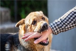 Why does my dog bite my hands and arms? - DogNeedsBest