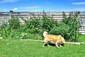 How To Keep A Dog From Jumping & Climbing a Fence - DogNeedsBest