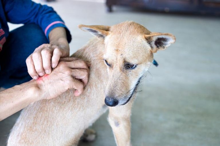 Why Does My Dog Flea Bite Me? - DogNeedsBest