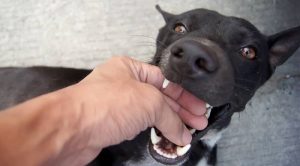 Why does my dog bite my hands and arms? - DogNeedsBest