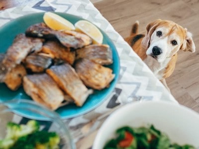 Can Dogs Eat Fish Sticks? A Comprehensive Guide to Canine Nutrition ...